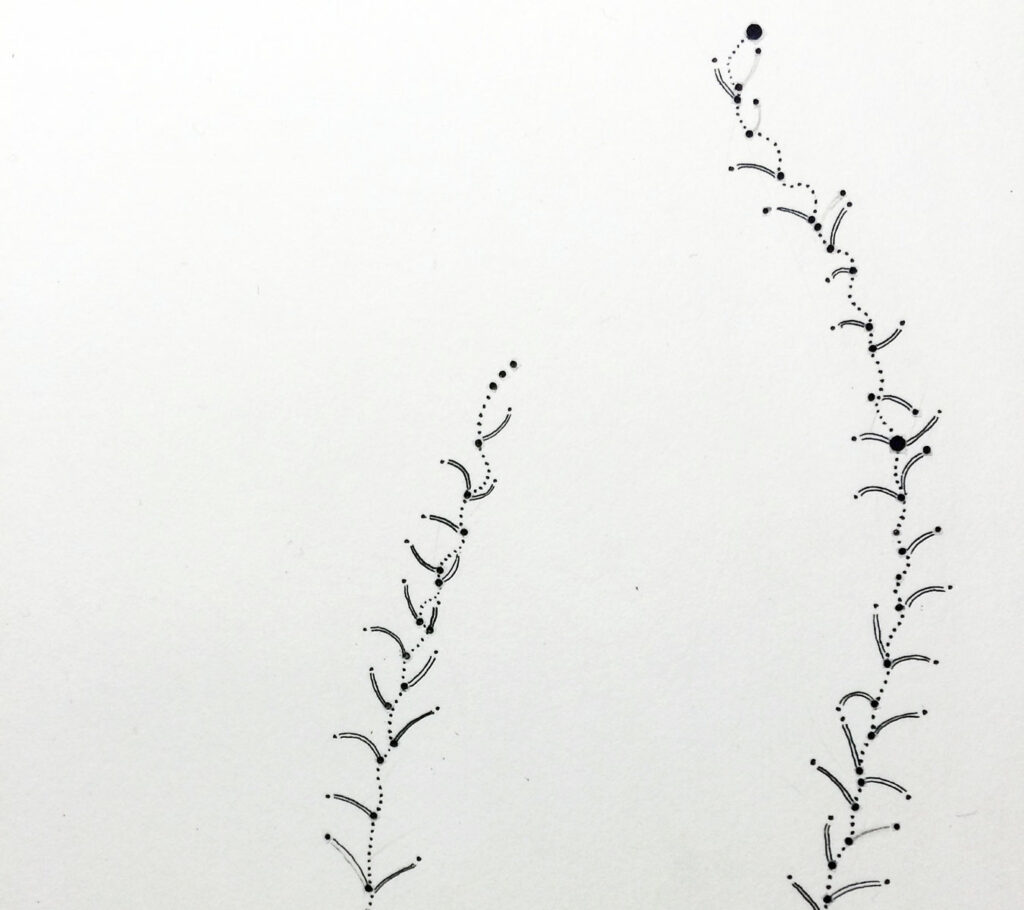 Mandy Bonnelll drypoint