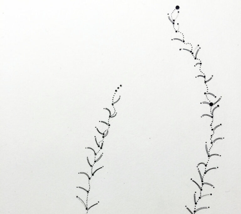 Mandy Bonnelll drypoint